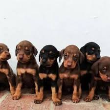 Our florida doberman puppies are exposed to a multitude of adults, children, other animals and a variety of environments. Doberman Puppies For Sale Sugarcreek Cute Puppies For Sale Facebook