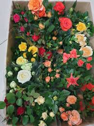 rose plant preorder yellow flowers