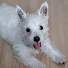 Puppies for adoption are regularly added to dogsblog.com. West Highland White Terrier Pdsa