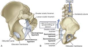 Image result for tendons and ligaments of the pelvis