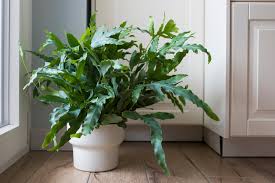 The Best Indoor Plants You Ll Ever Grow