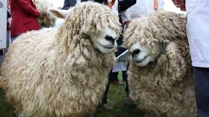 diffe breeds of sheep that we use