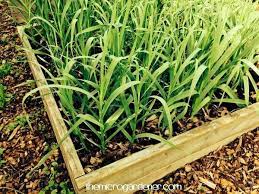 5 Step Guide To Growing Gorgeous Garlic