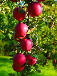 hd wallpaper apple apple tree fruit