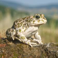 Balearic green toad - Wikipedia