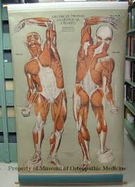 2004 75 American Frohse Anatomical Chart Of The Muscular