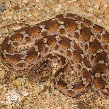 north east african carpet viper