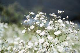 white flowers symbolizes peace and purity