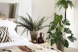 10 best bedroom plants for better air