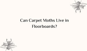 can carpet moths live in floorboards