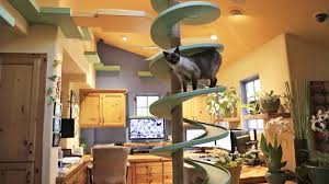 house into indoor cat playland