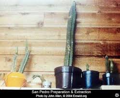 The effects that are felt from the 'high' of this. Erowid Cacti Vaults San Pedro Preparation