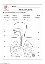 Chapter 13 respiratory system answer key mr watts website inside out anatomy the respiratory system biowebpage awesome websites anatomy and physiology coloring workbook answers chapter 7 human anatomy labeling. Label The Parts Of The Respiratory System Worksheet Answers 15 Images Of Printable Respiratory System Worksheet