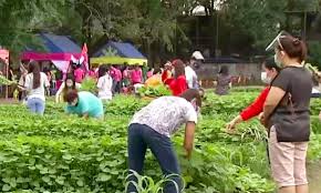 Urban Vegetable Garden Harvest Festival