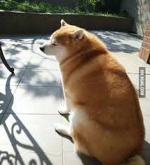 With tenor, maker of gif keyboard, add popular doge meme animated gifs to your conversations. Fat Doge Is Fat 9gag