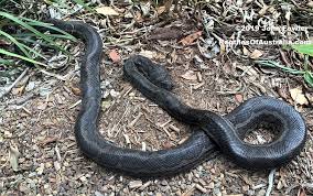 coastal carpet python morelia spilota