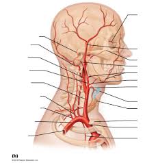 In these, the vertebral arteries are divided into 3 namely. Head And Neck Right Aspect Arteries Diagram Quizlet