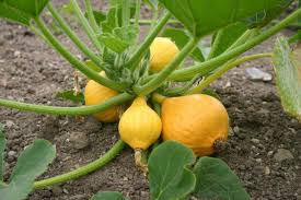 tips for growing summer squash