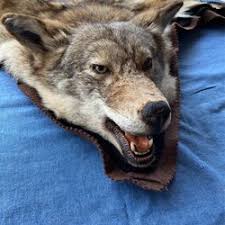 coyote skin rug taxidermy in