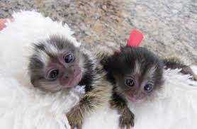 We did not find results for: Marmoset Monkeys For Sale Whatssapp Me At 447418348600 Flakeads