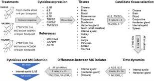 Frontiers Differing House Finch Cytokine Expression