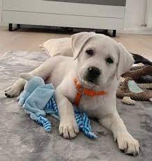 Akc silver lab puppies for sale in roseburg, oregon share it or review it. Labrador Retriever Puppies Lab Puppy For Sale Lab Puppies For Sale Labrador Retriever Puppies For Sale Sammy Labrador Retriever