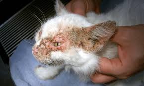skin problems in cats dr bill