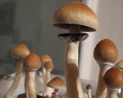 Whats The Right Psychedelic Mushrooms Dosage Deciding The