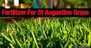 best fertilizer for st augustine gr