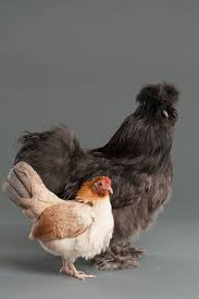 Which Bantam Breeds Should I Choose If I Want Them For Eggs