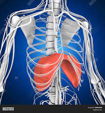 License image the rib cage has three important functions: Human Anatomy Image Photo Free Trial Bigstock