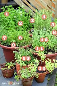 perennial herb container garden