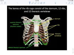 The anatomical structure of the 24 ribs in the human body is complex because of the irregular shape and different lengths of each rib. Intro To Anatomy Of Chest Abdomen Brown Flashcards Quizlet