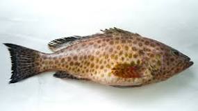 Is grouper nice to eat?