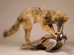 coyote with pheasant trophy mount