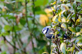 6 | 24 der haussperling ist seit jahren der häufigste vogel in deutschen gärten. Vogel In Unserem Garten Klassefotos