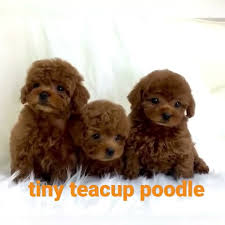 teacup and tiny toy poodle