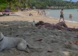 My dog is not fat… just big boned! In Search Of Seal Dog El Perrito Super Gordito On Lonely Beach Thailand