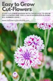 Easy To Grow Cut Flowers The