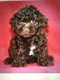 rid teacup poodle love my puppy