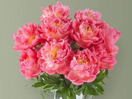 Although this makes navigating between the different departments easier, we found that all the links that were not related to flower delivery could be quite distracting. Flowers Plants Online Free Next Day Flowers Delivery M S
