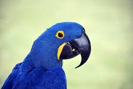 blue macaw bird free stock photo