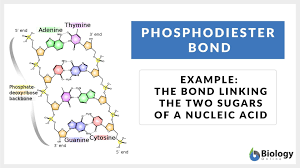 phosphoster bond definition and