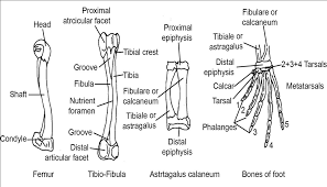 The second largest bone in physique is the tibia, additionally known as the shinbone. Http Egyankosh Ac In Bitstream 123456789 57537 1 Exercise 201 20frog 20skeleton Pdf