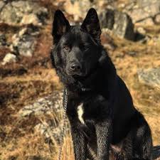 Do not purchase a puppy from a breeder who cannot provide you with written documentation that the parents were cleared of health problems that affect. German Shepherd Akita Mix Guide Gshepherds Com