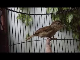 Cara membedakan lovebird jantan dan betina menggunakan pendulum ini sebenarnya sederhana. Tledekan Jati Jantan Dan Betina