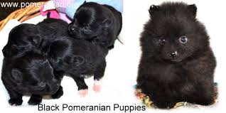 Pomeranian Colors