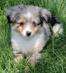 We are a small family breeder of toy and miniature australian shepherds. Toy Mini Australian Shepherd Pups For Sale Co Tug Yurhart Collie Puppies For Sale Aussie Puppies Puppies For Sale
