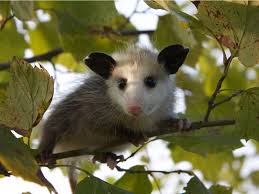 opossum facts the misunderstood and