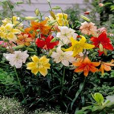 tiger lily mixed tulip world 27270